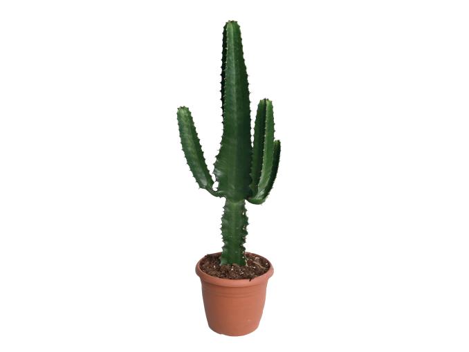 bon plan cactus lidl 9,99€